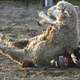 Illustration for article titled Angry Sheep Still Trampling Our Nations Children